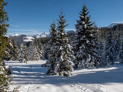 DCLDLUX8-20251128-1002168