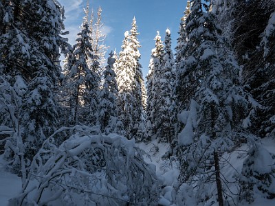 DCLDLUX8-20251128-1002173