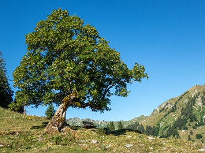 DCCG1X-20250711-1194