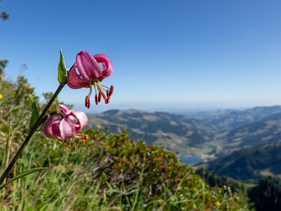 DCCG1X-20250711-1226