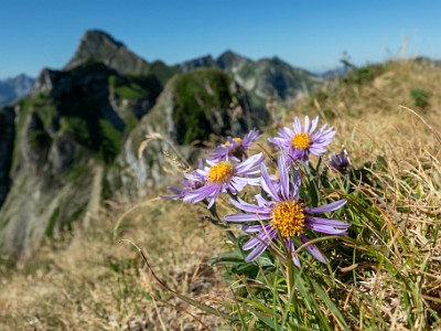 Spitzflue - Fochsenflue (2025-07-11)