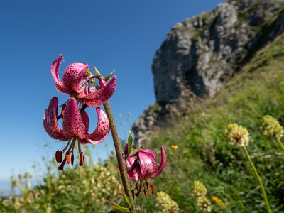 DCCG1X-20250711-1255