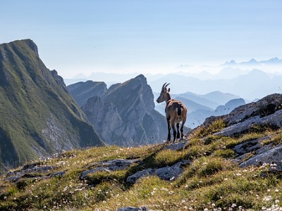 Vanil Noir (2025-08-12)