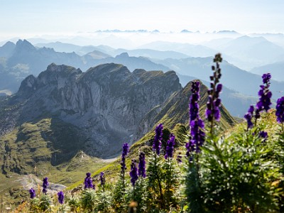 DCCG1X-20250812-1829