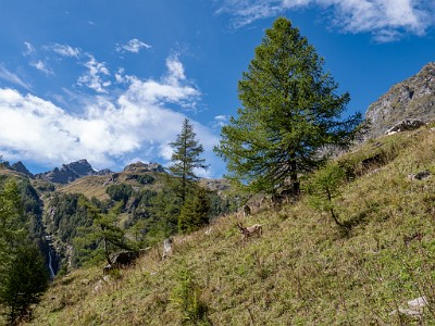 DCLDLUX8-20250903-1001424