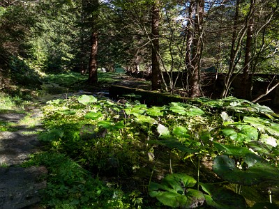 DCLDLUX8-20250904-1001455