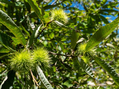 DCLDLUX8-20250904-1001507