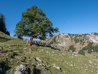 DCLDLUX8-20260901-1003491