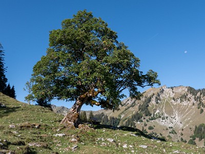 DCLDLUX8-20260901-1003492