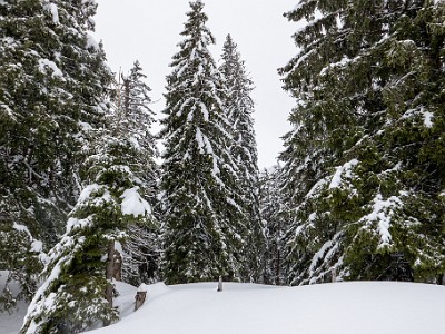 DCLDLUX8-20260221-1002562