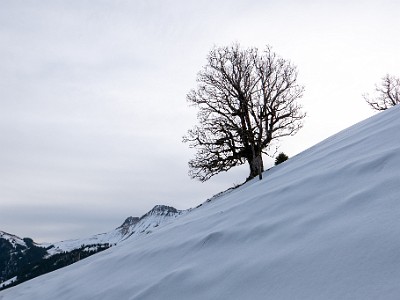 DCS7-20260117-1002463