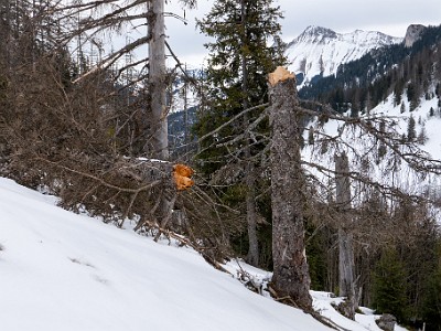 DCS7-20260117-1002479