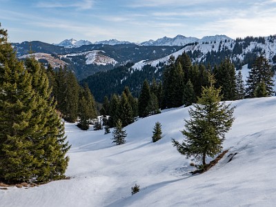 DCLDLUX8-20260120-1002501