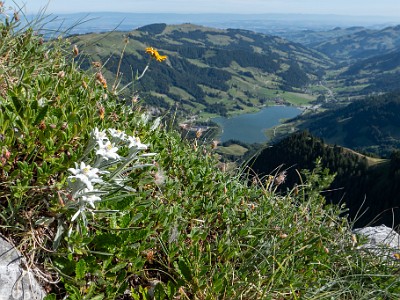 Spitzflue - Fochsenflue (2026-07-06)